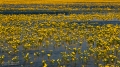 089_Biebrza - kwiecien 2011